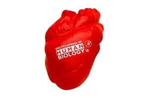 ANATOMICAL HEART Stress Ball